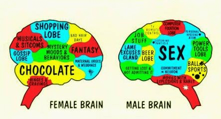 census gender brains