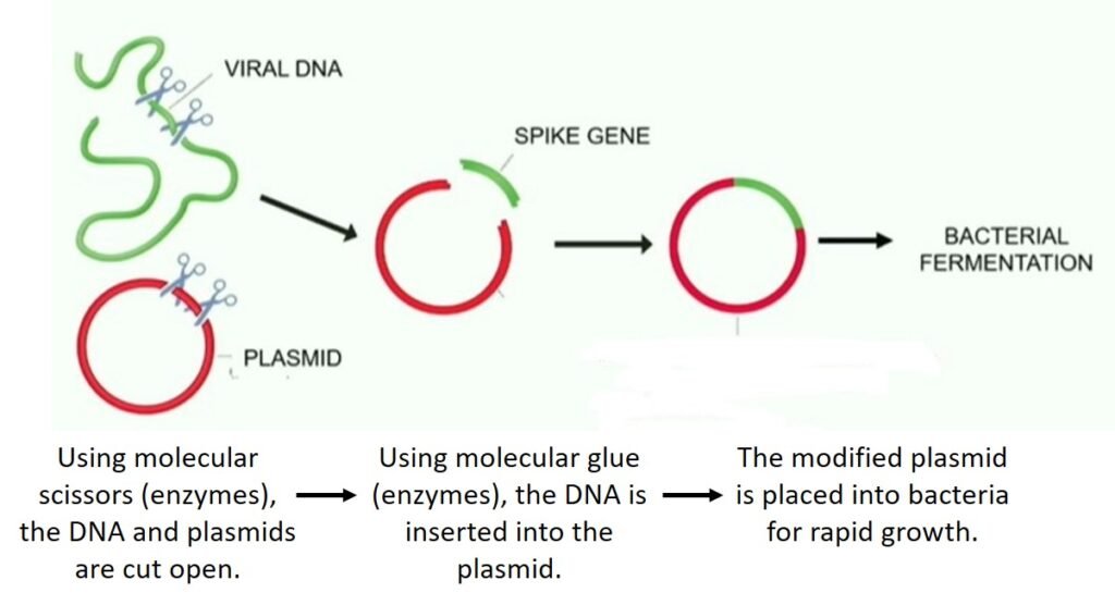 DNA Contamination Plasmid Modification and Insertion