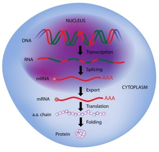 DNA Contamination Transcription Translation