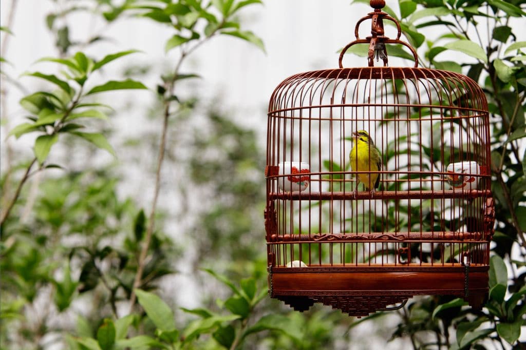 Caged Bird Censorship FI