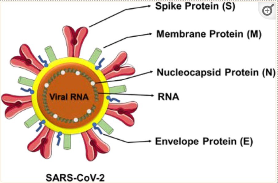 Spike protein SARS-CoV-2 virion