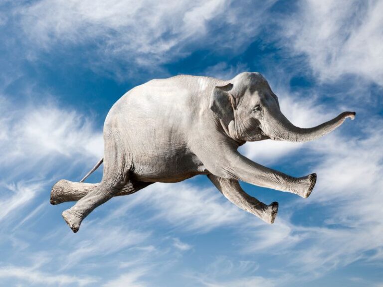 Elephant