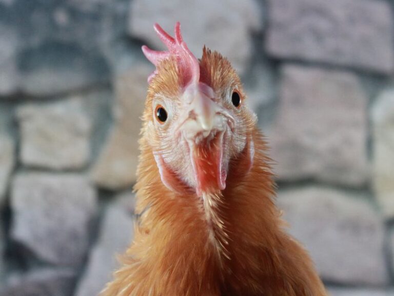 One Health Bird Flu FI