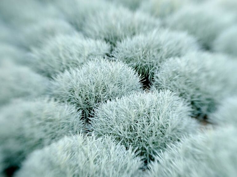White Clots FI