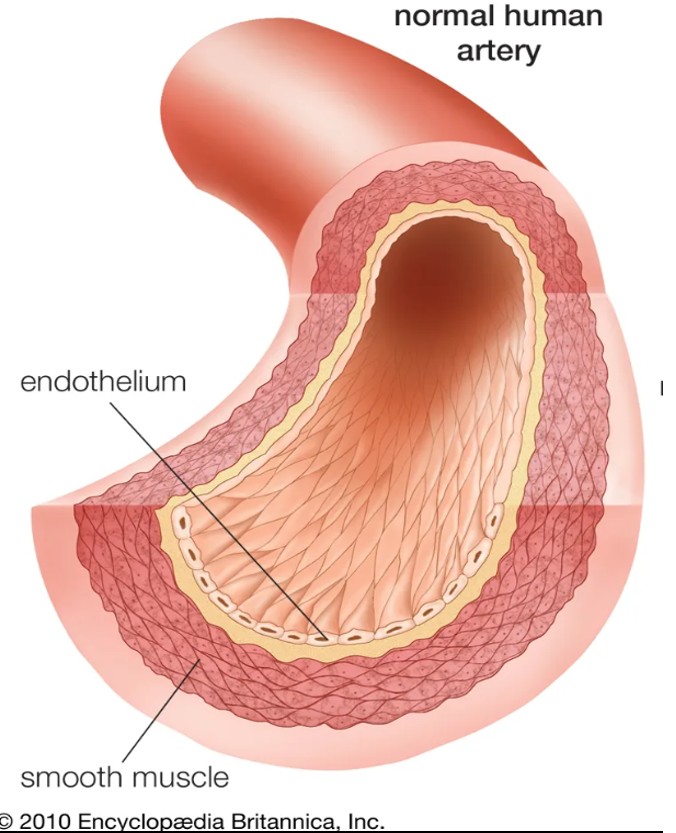 Vascular Inflammation Vessel Anatomy