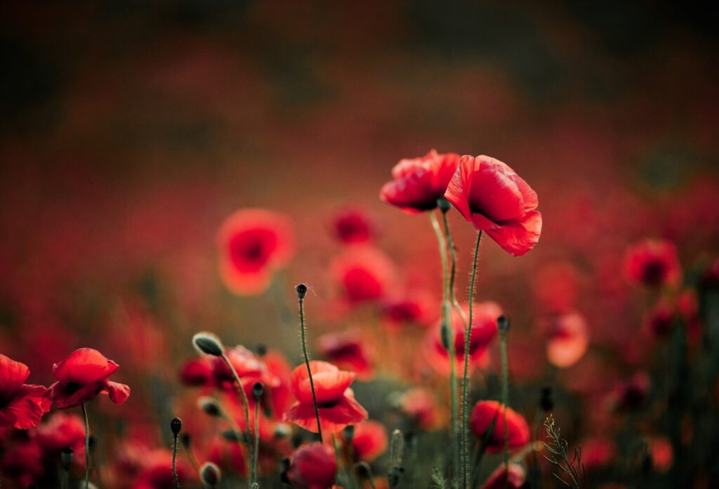 NZDF Heroes Defending Freedoms ANZAC
