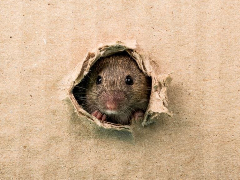 Hantavirus FI