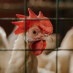 Bird Flu Lockdown Fear New Vaccine Government Control