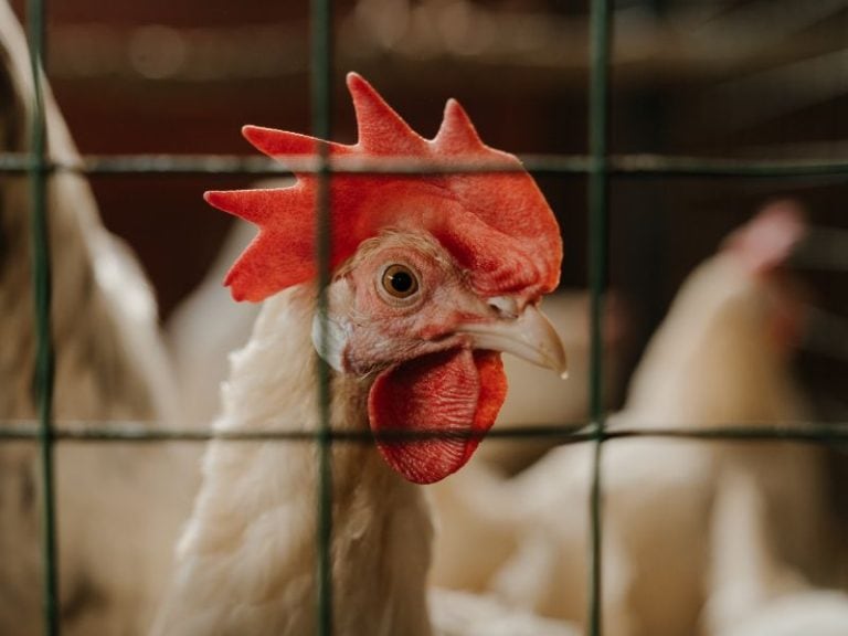 Bird Flu Lockdown Fear New Vaccine Government Control